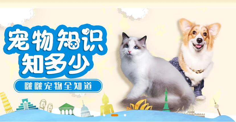 啵啵寵物網站建設案例